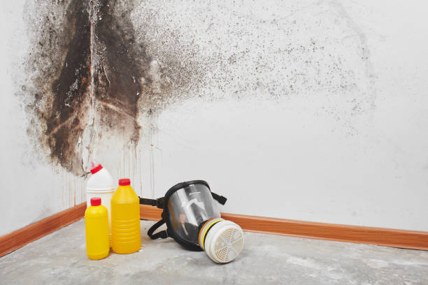 Best Residential Mold Removal  in Malibu, CA
