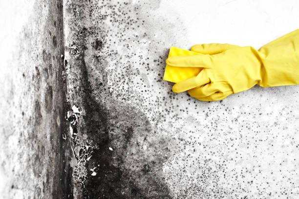 Best Emergency Mold Removal  in Malibu, CA