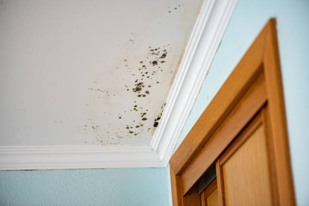 Best Crawl Space Mold Removal  in Malibu, CA