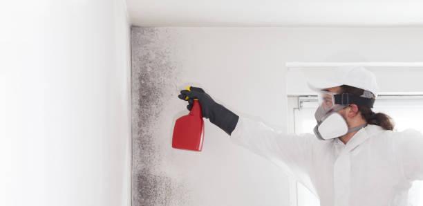 Best Black Mold Removal  in Malibu, CA