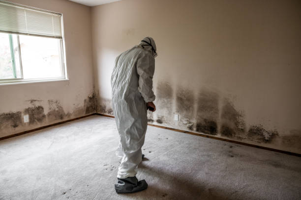 Best Professional Mold Removal  in Malibu, CA