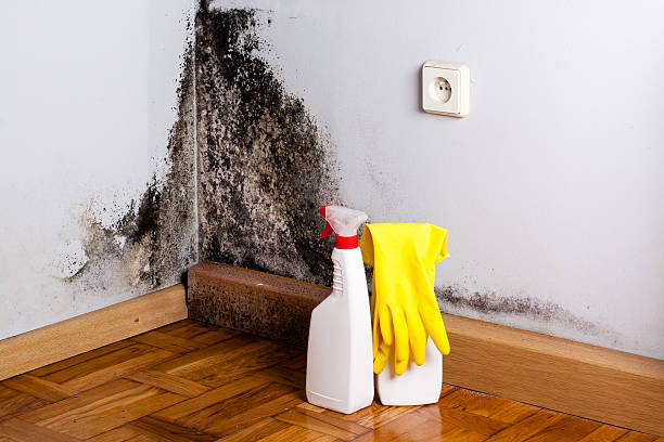 Best Office Mold Removal Services  in Malibu, CA