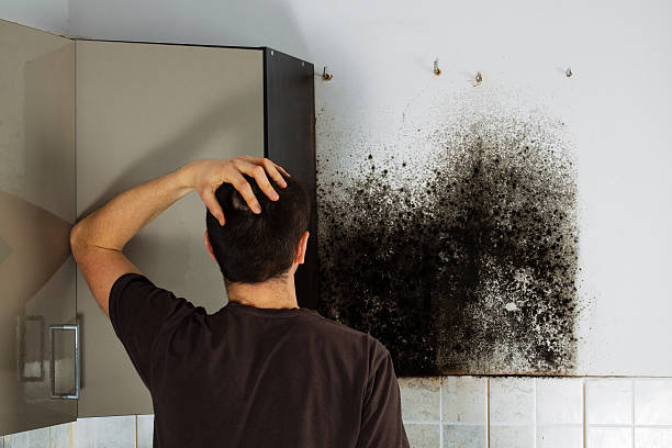 Best Commercial Mold Removal  in Malibu, CA