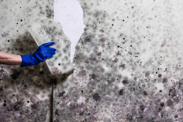Best Local Mold Removal Service  in Malibu, CA