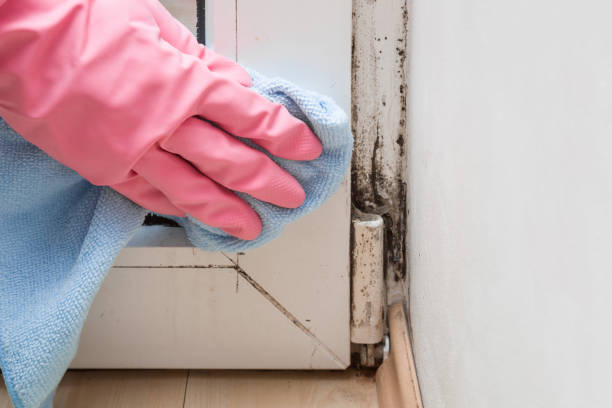 Best Certified Mold Removal  in Malibu, CA