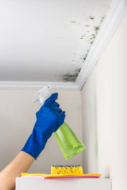 Best Commercial Mold Removal  in Malibu, CA